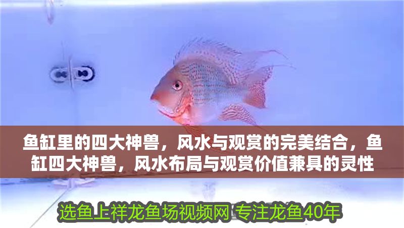魚缸里的四大神獸，風(fēng)水與觀賞的完美結(jié)合，魚缸四大神獸，風(fēng)水布局與觀賞價值兼具的靈性之選