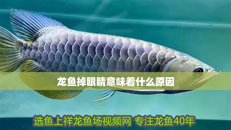 龍魚掉眼睛意味著什么原因