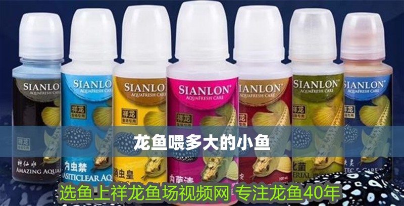 龍魚喂多大的小魚