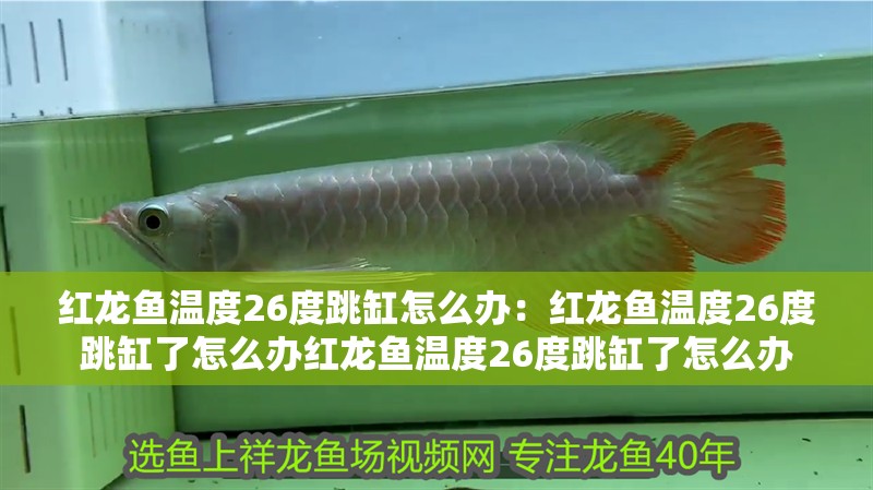 紅龍魚溫度26度跳缸怎么辦：紅龍魚溫度26度跳缸了怎么辦紅龍魚溫度26度跳缸了怎么辦
