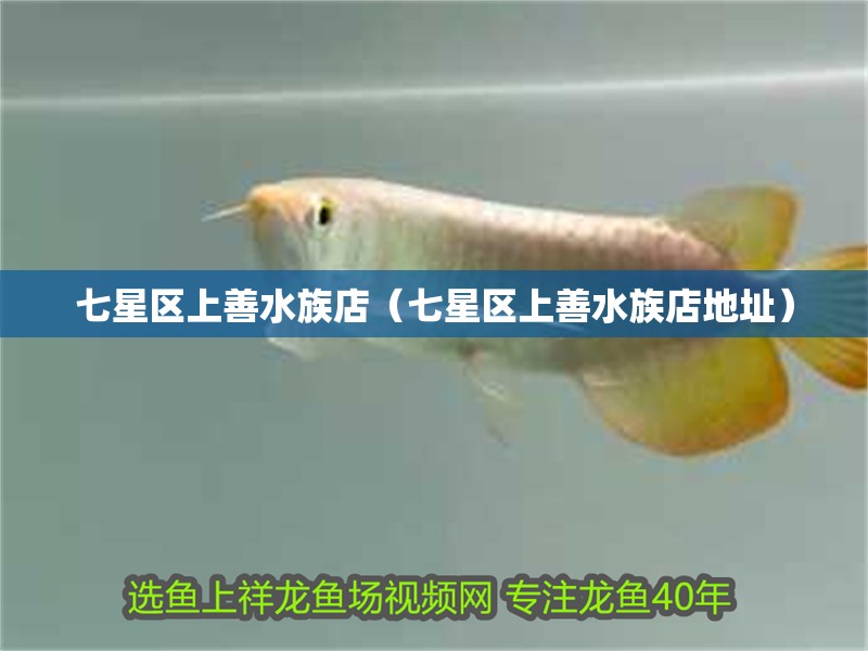 七星區上善水族店（七星區上善水族店地址）