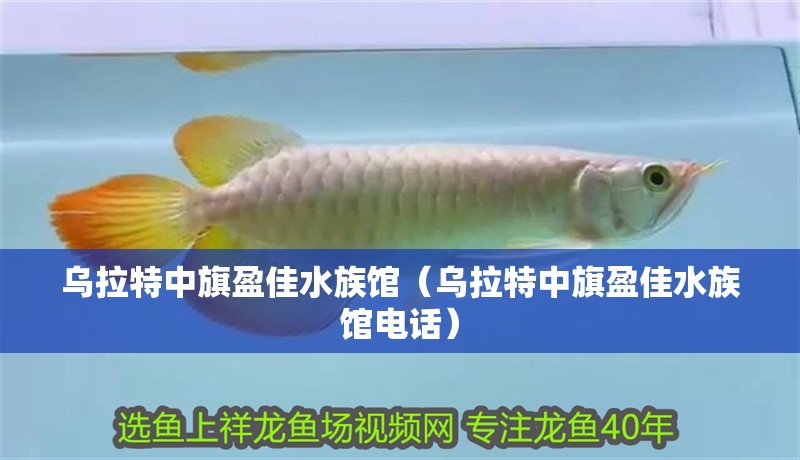 烏拉特中旗盈佳水族館（烏拉特中旗盈佳水族館電話） 烏拉特中旗盈佳水族館（烏拉特中旗盈佳水族館電話） 全國水族館企業(yè)名錄 第2張
