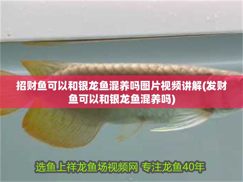 招財魚可以和銀龍魚混養嗎圖片視頻講解(發財魚可以和銀龍魚混養嗎)