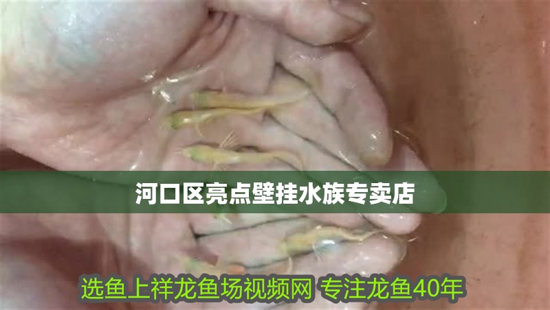 河口區亮點壁掛水族專賣店