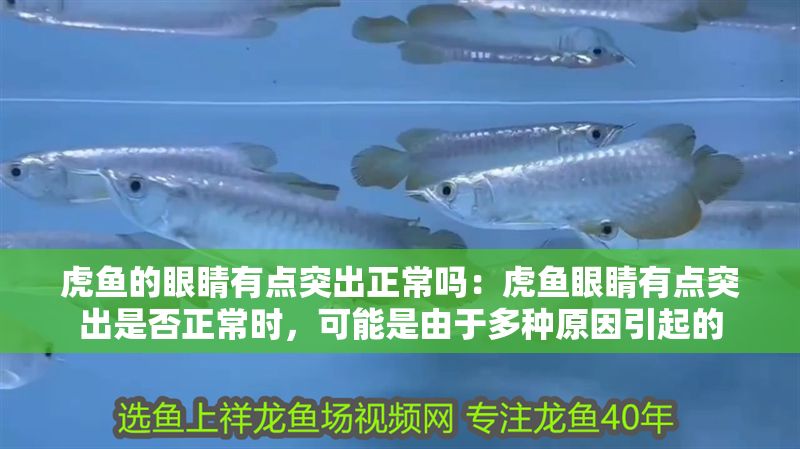 虎魚的眼睛有點突出正常嗎：虎魚眼睛有點突出是否正常時，可能是由于多種原因引起的