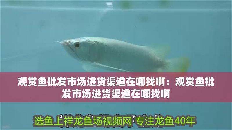 藍色魚缸造景效果圖片大全視頻欣賞(藍色魚缸造景效果圖片大全視頻欣賞講解)
