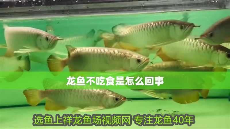 龍魚不吃食是怎么回事