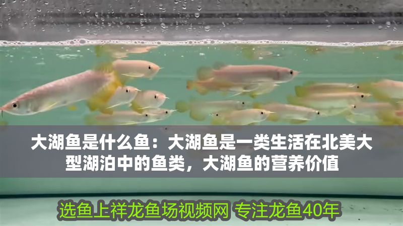 大湖魚是什么魚：大湖魚是一類生活在北美大型湖泊中的魚類，大湖魚的營養價值