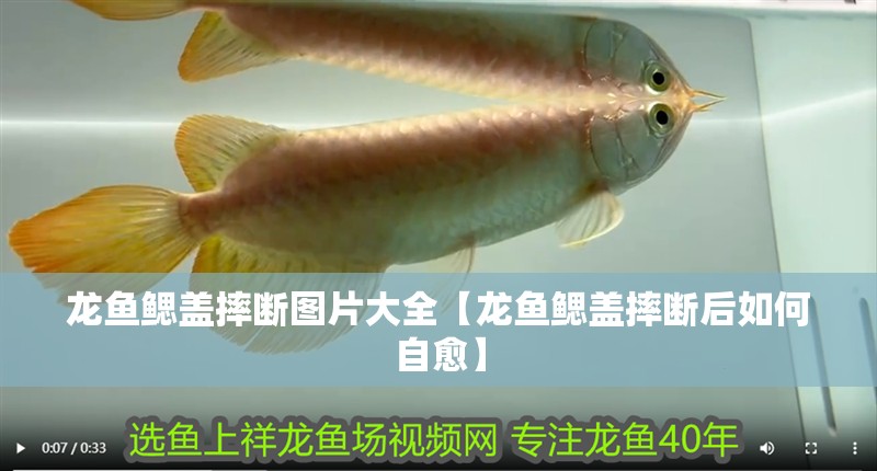 龍魚鰓蓋摔斷圖片大全【龍魚鰓蓋摔斷后如何自愈】