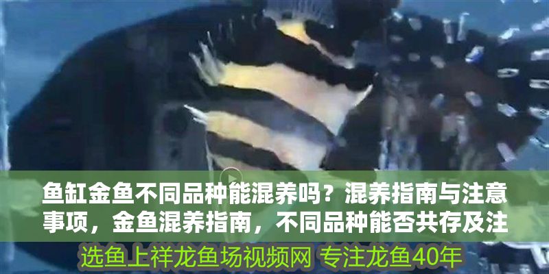 魚缸金魚不同品種能混養嗎？混養指南與注意事項，金魚混養指南，不同品種能否共存及注意事項