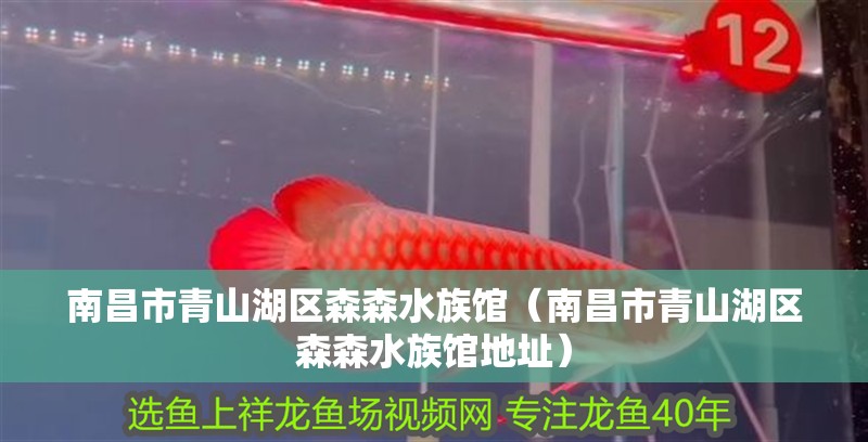 南昌市青山湖區森森水族館（南昌市青山湖區森森水族館地址）