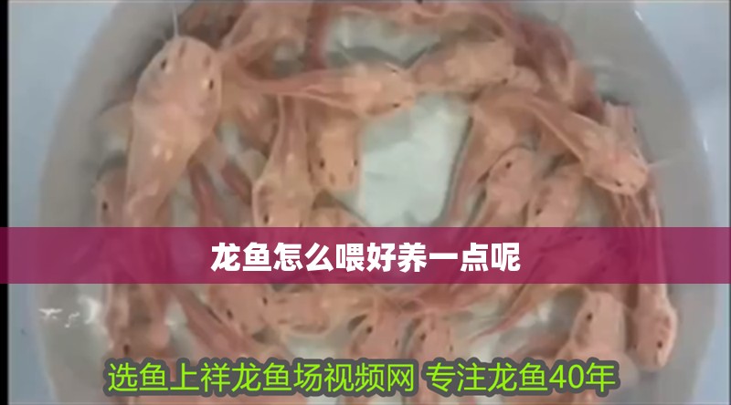 龍魚怎么喂好養一點呢