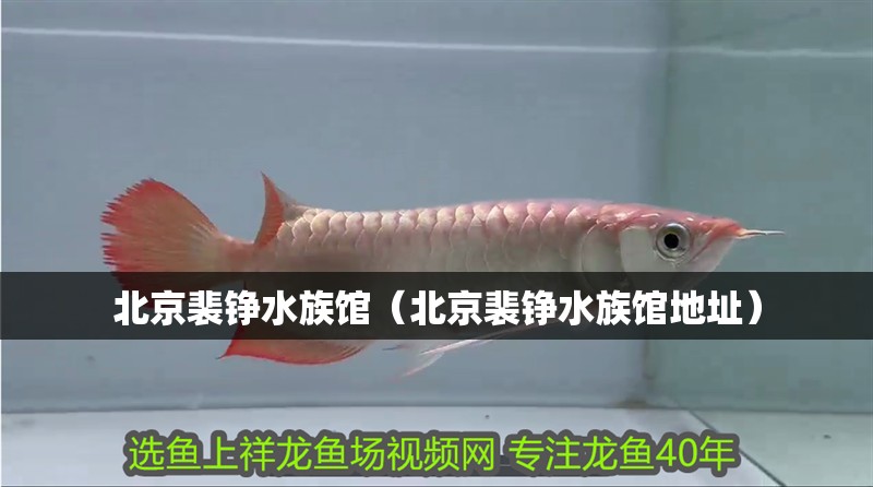 北京裴錚水族館（北京裴錚水族館地址）