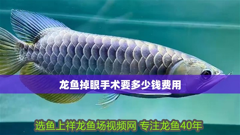龍魚掉眼手術(shù)要多少錢費(fèi)用