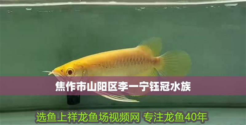 焦作市山陽區李一寧鈺冠水族