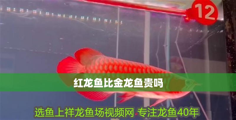 紅龍魚比金龍魚貴嗎