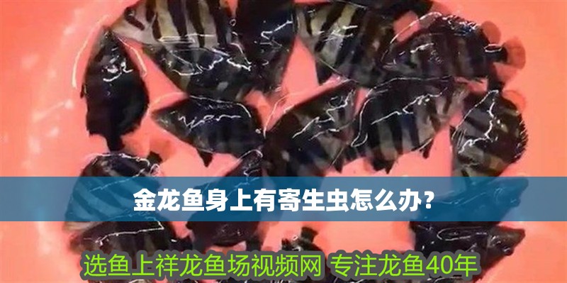 金龍魚(yú)身上有寄生蟲(chóng)怎么辦？