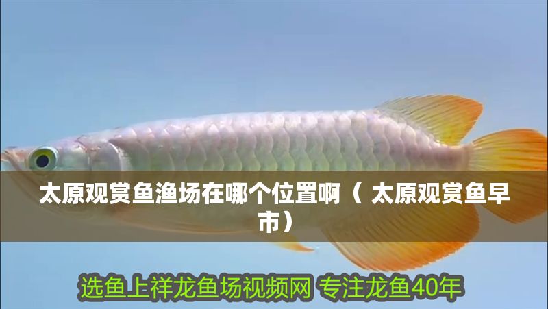 太原觀賞魚漁場在哪個位置?。?太原觀賞魚早市）