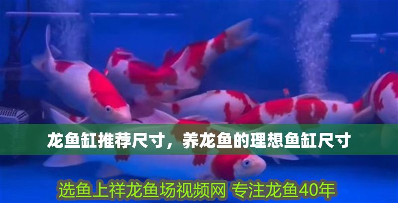 龍魚缸推薦尺寸，養龍魚的理想魚缸尺寸