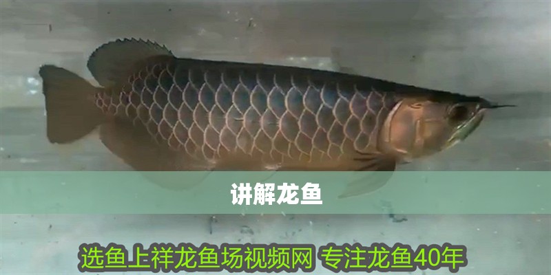 講解龍魚