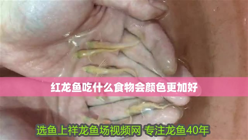 紅龍魚吃什么食物會顏色更加好