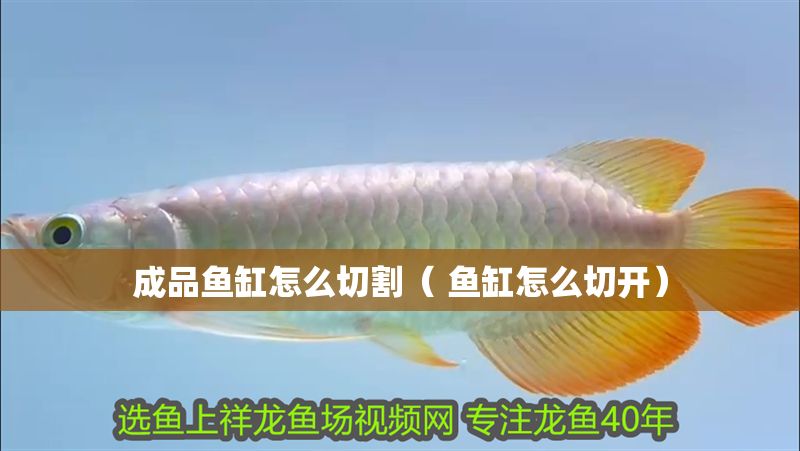 成品魚缸怎么切割（ 魚缸怎么切開）
