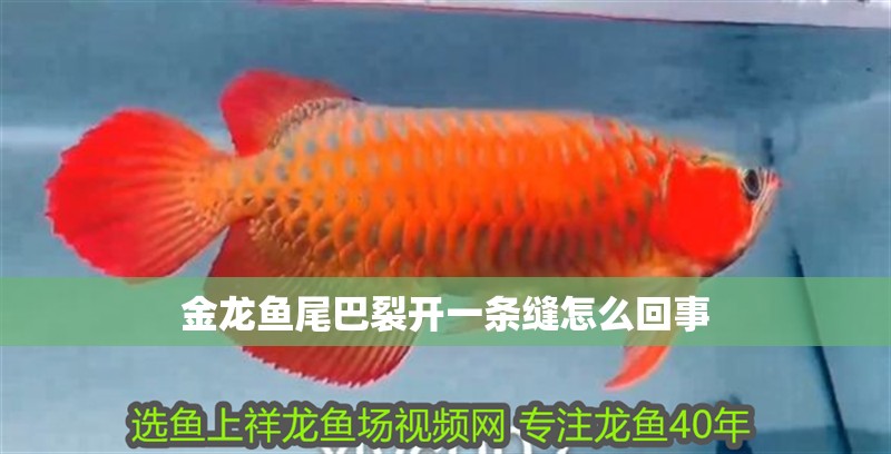 金龍魚尾巴裂開一條縫怎么回事