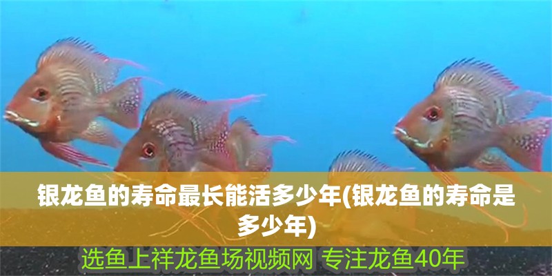 魚缸過濾器選購指南:自制魚缸過濾器魚缸上置過濾器對于養魚愛好者的必備知識 銀龍魚的壽命最長能活多少年(銀龍魚的壽命是多少年) 銀龍魚百科 銀龍魚的壽命最長能活多少年(銀龍魚的壽命是多少年) 銀龍魚的壽命最長能活多少年(銀龍魚的壽命是多少年) 銀龍魚百科