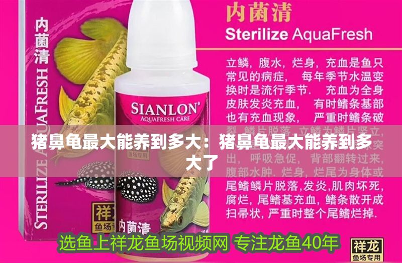 豬鼻龜最大能養到多大：豬鼻龜最大能養到多大了