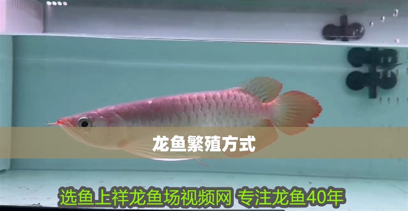 龍魚繁殖方式