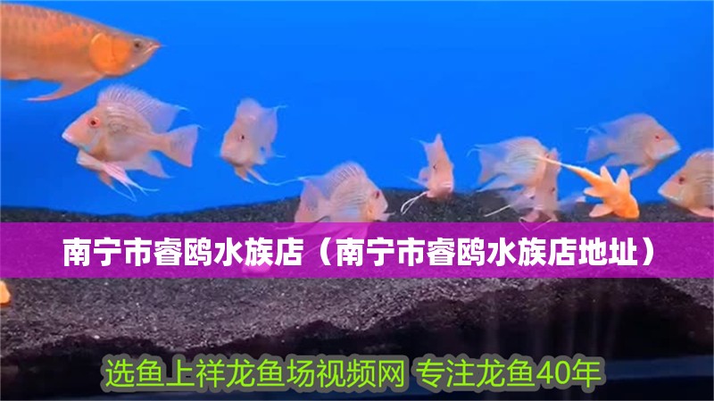 南寧市睿鷗水族店（南寧市睿鷗水族店地址）