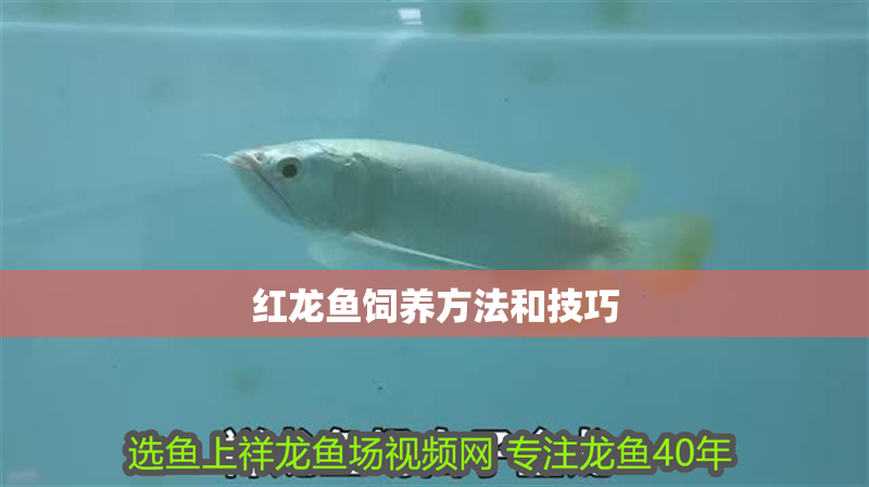 紅龍魚飼養(yǎng)方法和技巧