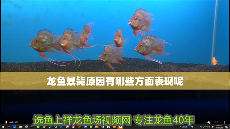 龍魚暴斃原因有哪些方面表現呢