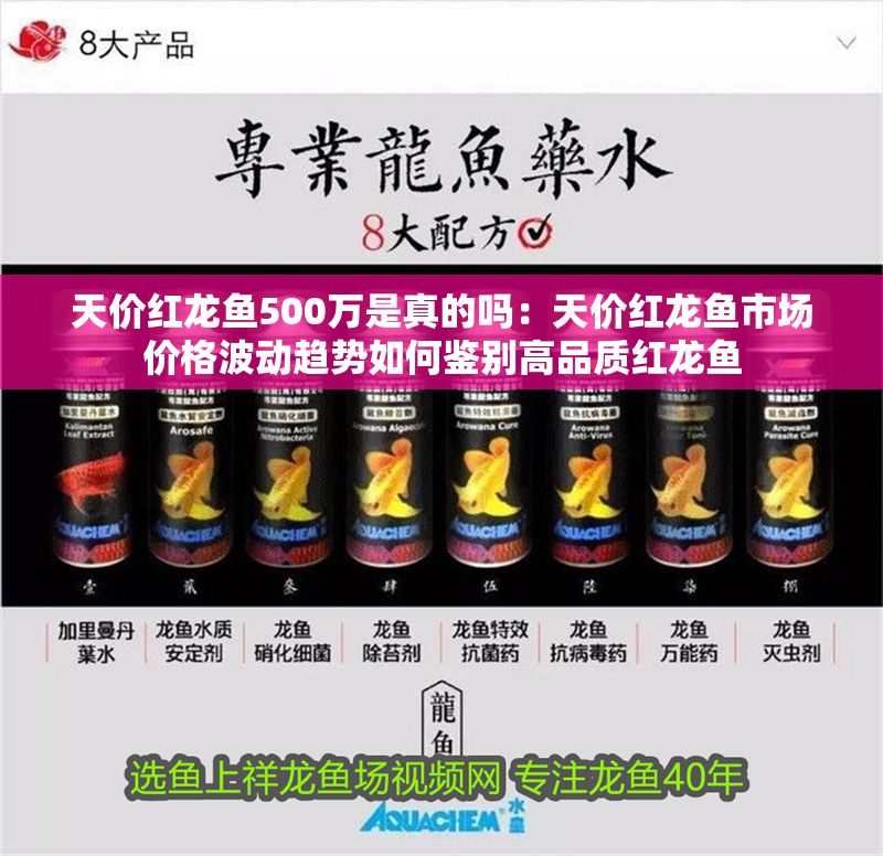 天價紅龍魚500萬是真的嗎：天價紅龍魚市場價格波動趨勢如何鑒別高品質紅龍魚