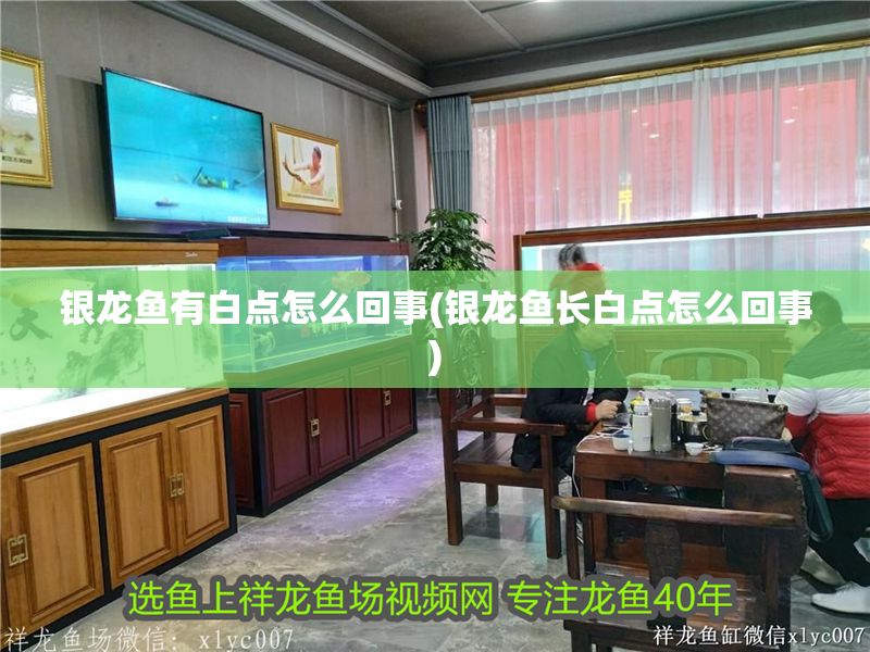 銀龍魚有白點怎么回事(銀龍魚長白點怎么回事)