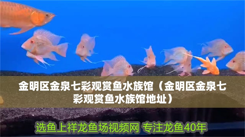 金明區金泉七彩觀賞魚水族館（金明區金泉七彩觀賞魚水族館地址）