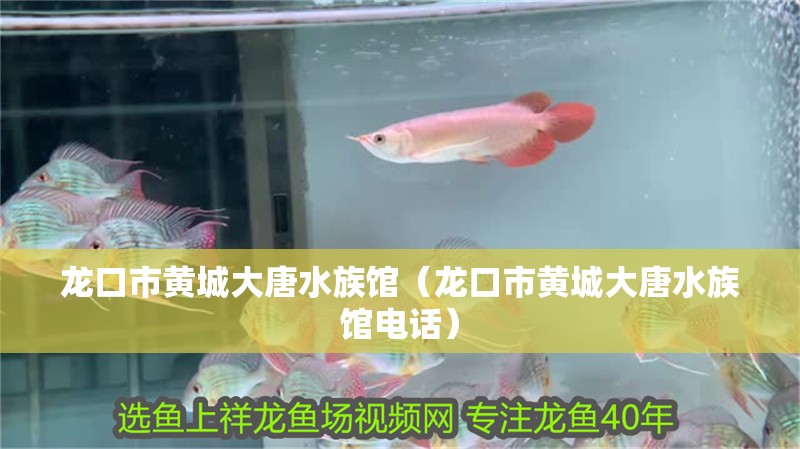 龍口市黃城大唐水族館（龍口市黃城大唐水族館電話）