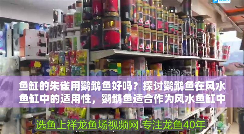 魚缸的朱雀用鸚鵡魚好嗎？探討鸚鵡魚在風水魚缸中的適用性，鸚鵡魚適<strong><mark>合作</mark></strong>為風水魚缸中的朱雀位選擇嗎？