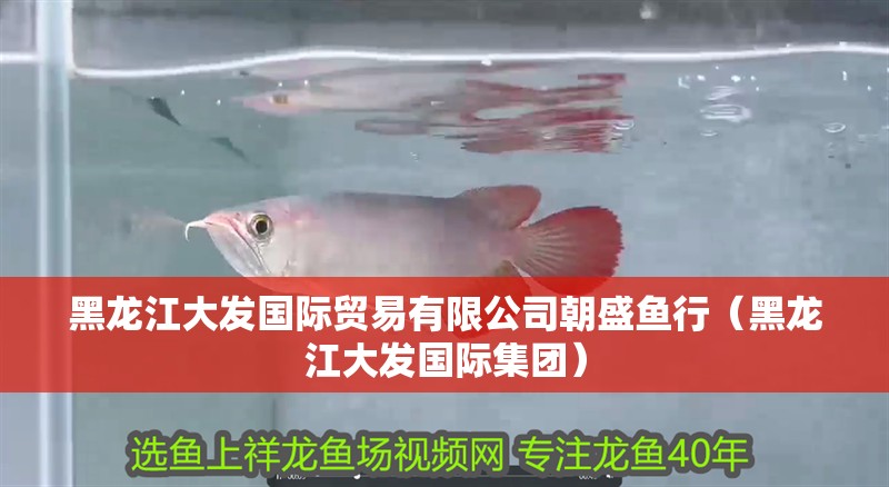 黑龍江大發國際貿易有限公司朝盛魚行（黑龍江大發國際集團）
