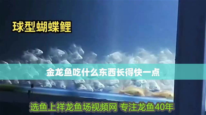 金龍魚吃什么東西長得快一點