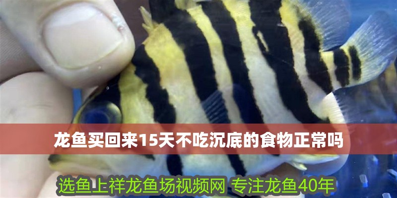 龍魚買回來15天不吃沉底的食物正常嗎