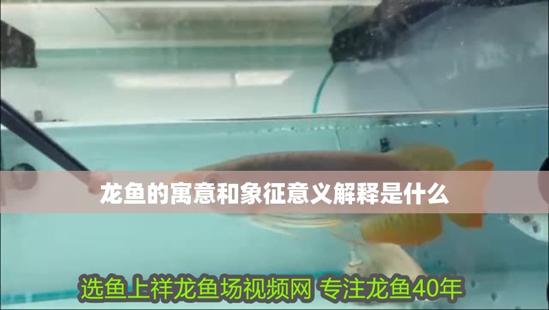 龍魚的寓意和象征意義解釋是什么