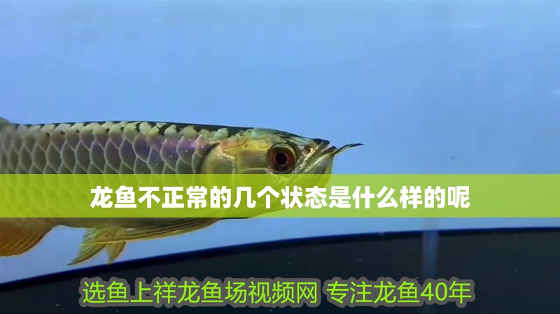 龍魚不正常的幾個狀態是什么樣的呢