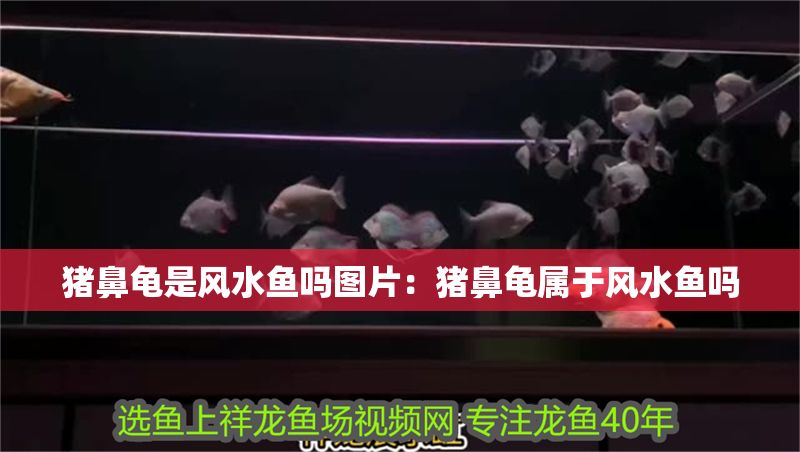 豬鼻龜是風水魚嗎圖片：豬鼻龜屬于風水魚嗎 豬鼻龜是風水魚嗎圖片：豬鼻龜屬于風水魚嗎 豬鼻龜百科 第1張