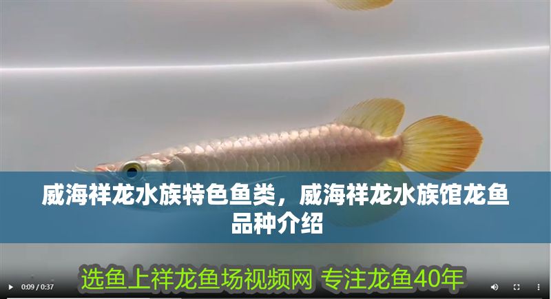 威海祥龍水族特色魚類，威海祥龍水族館龍魚品種介紹
