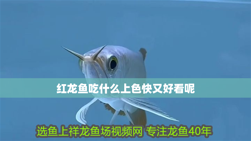 紅龍魚吃什么上色快又好看呢
