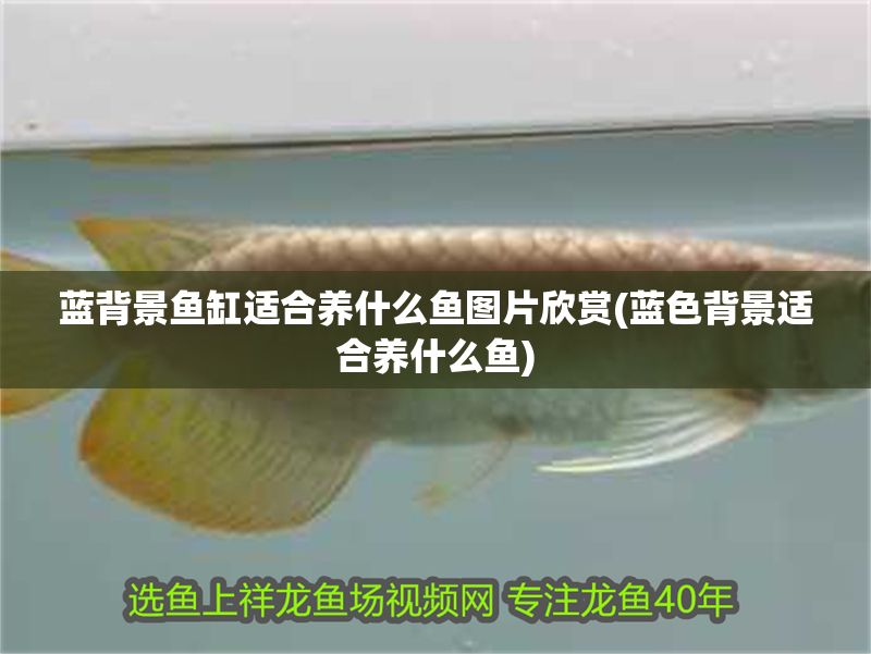 藍背景魚缸適合養什么魚圖片欣賞(藍色背景適合養什么魚)