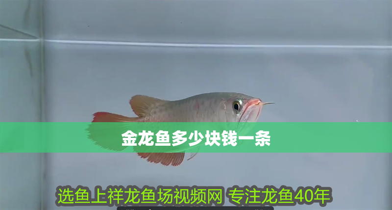 金龍魚多少塊錢一條
