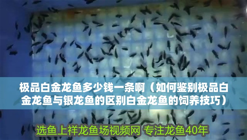 極品白金龍魚多少錢一條啊（如何鑒別極品白金龍魚與銀龍魚的區(qū)別白金龍魚的飼養(yǎng)技巧）