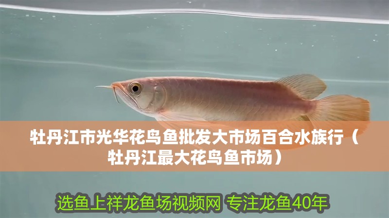 牡丹江市光華花鳥魚批發大市場百合水族行(牡丹江最大花鳥魚市場) 全國水族館企業名錄 第2張 牡丹江市光華花鳥魚批發大市場百合水族行(牡丹江最大花鳥魚市場) 牡丹江市光華花鳥魚批發大市場百合水族行(牡丹江最大花鳥魚市場) 全國水族館企業名錄 第2張